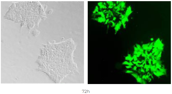 干細(xì)胞2.png 干細(xì)胞2.png